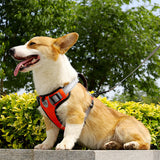 Hand Holding Dog Chest Strap Vest Rope